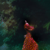 Alis Dress